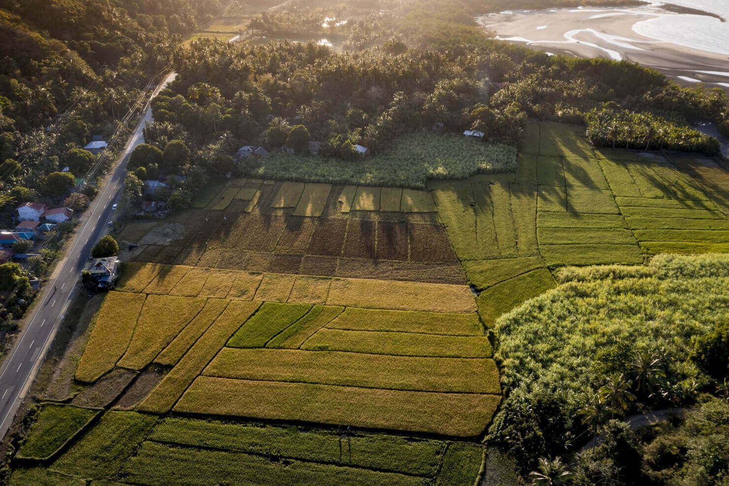 Workers harvesting pepper vines on a spice plantation in warm morning light.